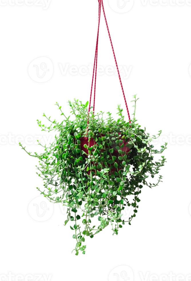 a hanging plant with green leaves on a transparent background, a hanging planter with a red string attached to it, plant in a pot png