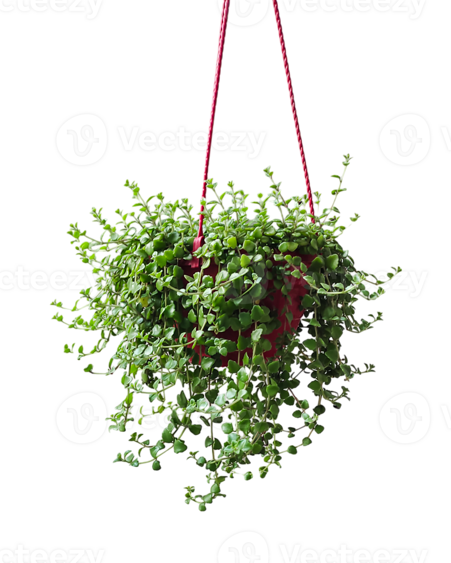 a hanging plant with green leaves on a transparent background, a