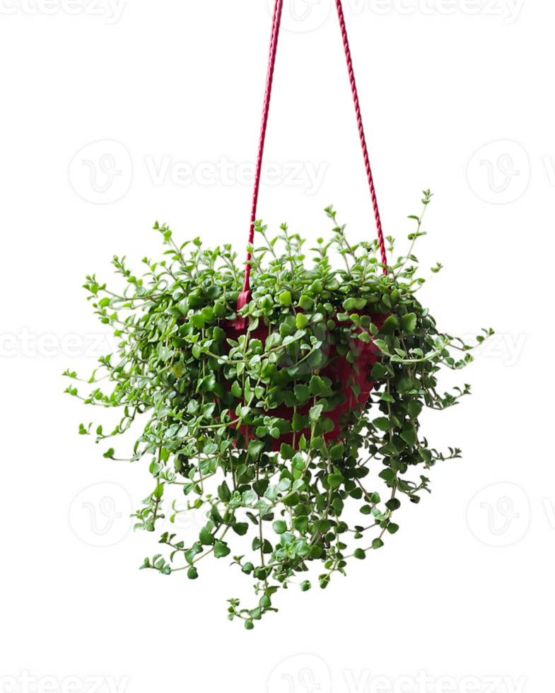 a hanging plant with green leaves on a transparent background, a hanging planter with a red string attached to it, plant in a pot png