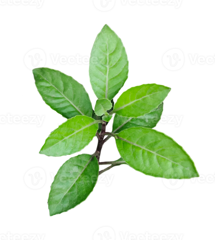 a green tree leaf on a branch with white background png