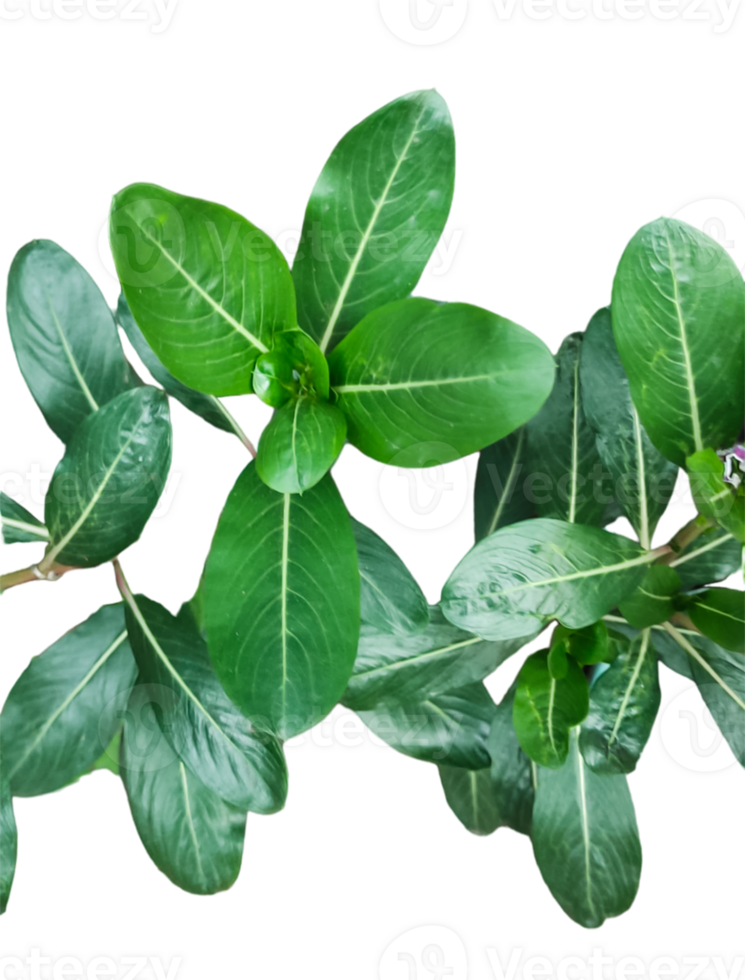 a close photo of green tree leaf brush on white background, green leaves on a plant on a transparent background png