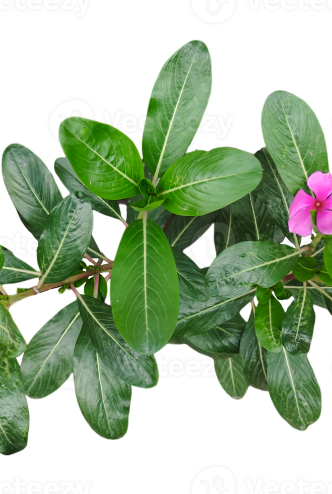 a group of pink color flowers plants frame on a transparent background png