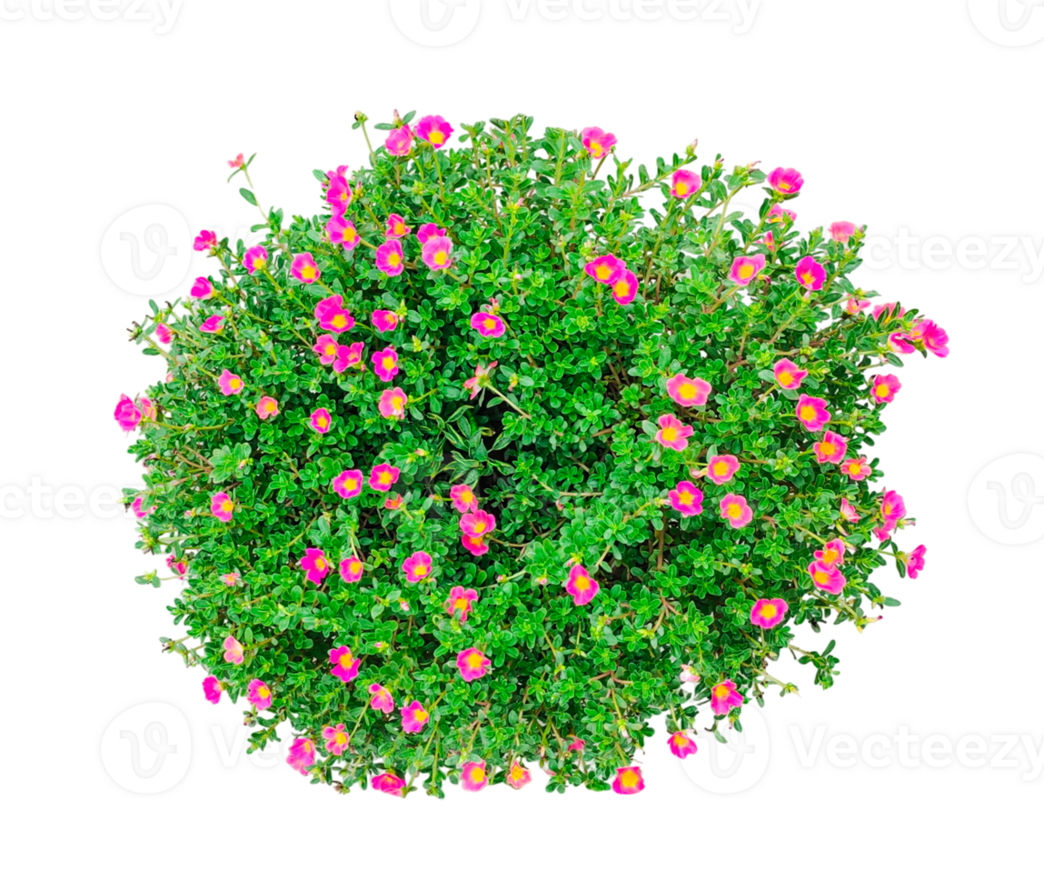 a bush with pink flowers on a white background, a green plant with pink flowers and green leaves. png