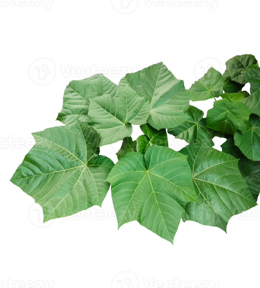 a green plant with large leaves on transparent background png