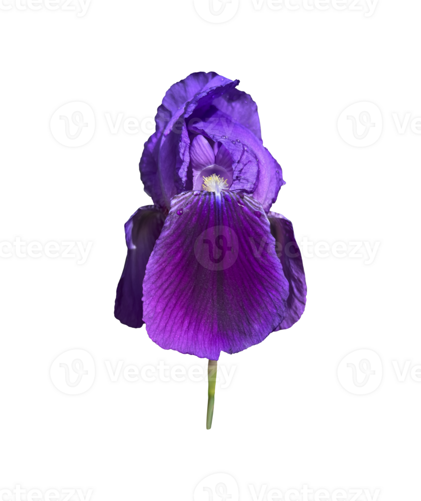 Iris germanica tender violet garden flower with bud and stem selective focus close-up, cutout with clipping path object, floral element of design, decor png