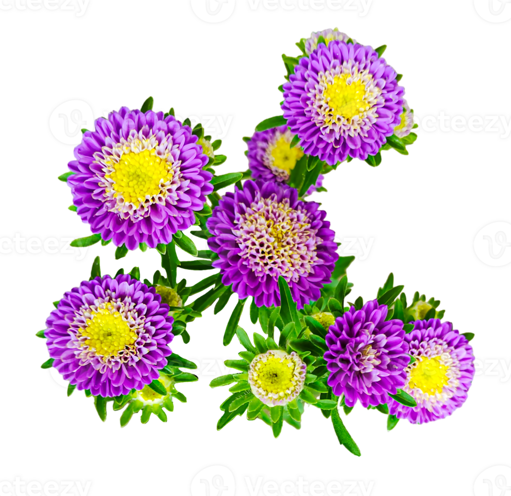 a bouquet of flowers with the name daisies on the bottom, p purple flowers on a white background, pink and white carnations on a white background png