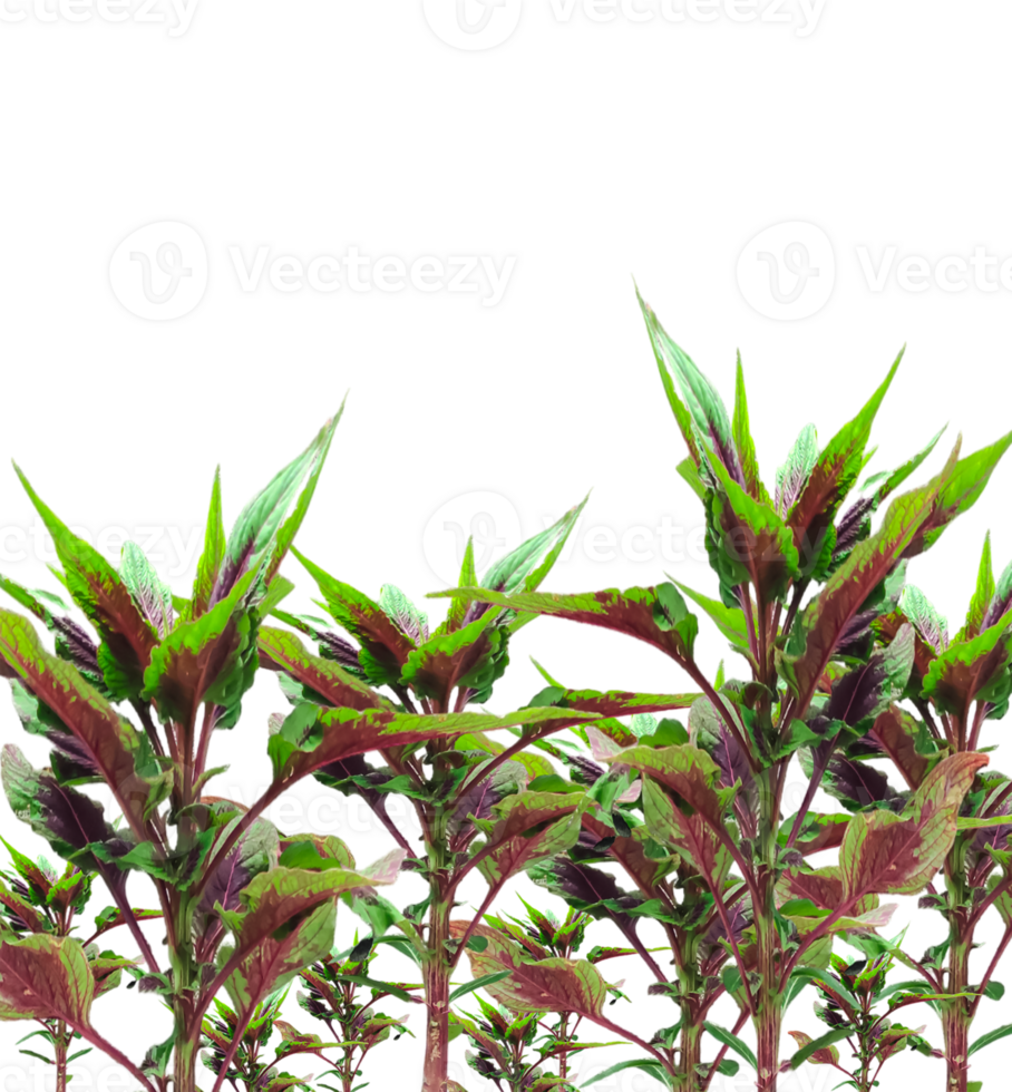 a group of rooster comb plants with green leaves and red stems png
