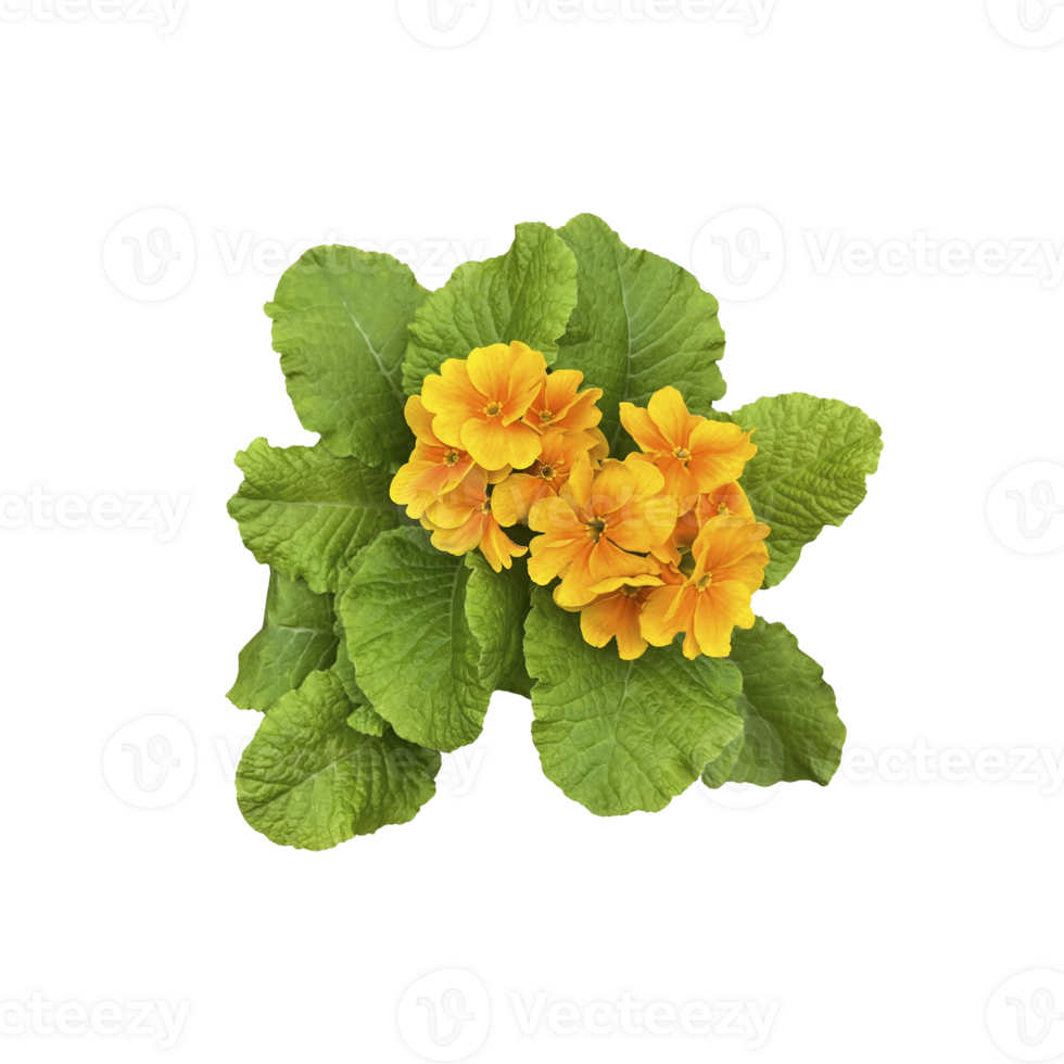 Yellow primrose flowers with leaves home plant isolated object, early spring green floral plant, clipping path selective focus, decorative element for design, home decor concept png