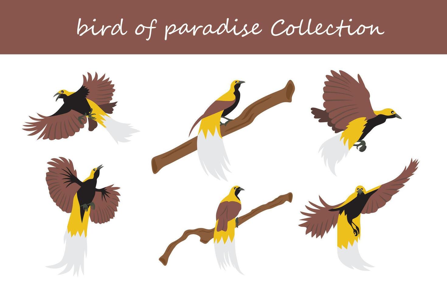bird of paradise collection. bird of paradise in different poses. vector