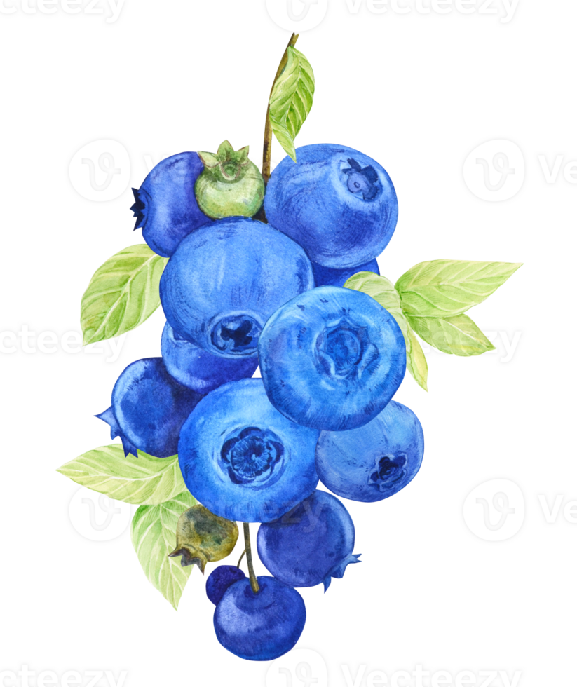 Blueberries on twigs with green leaves and dark blue berries. Watercolor illustration isolated on white background. Clipart for the design of a vegan, natural, farm product. png