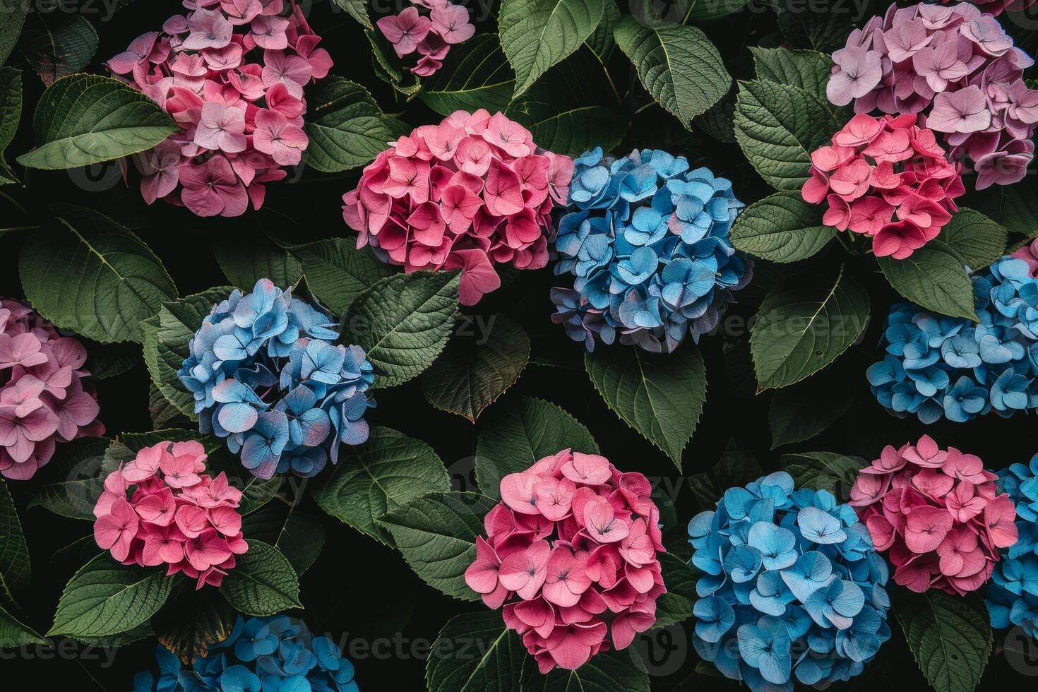 Close up photograph showcasing the exquisite beauty of blue and pink flowers in full bloom photo