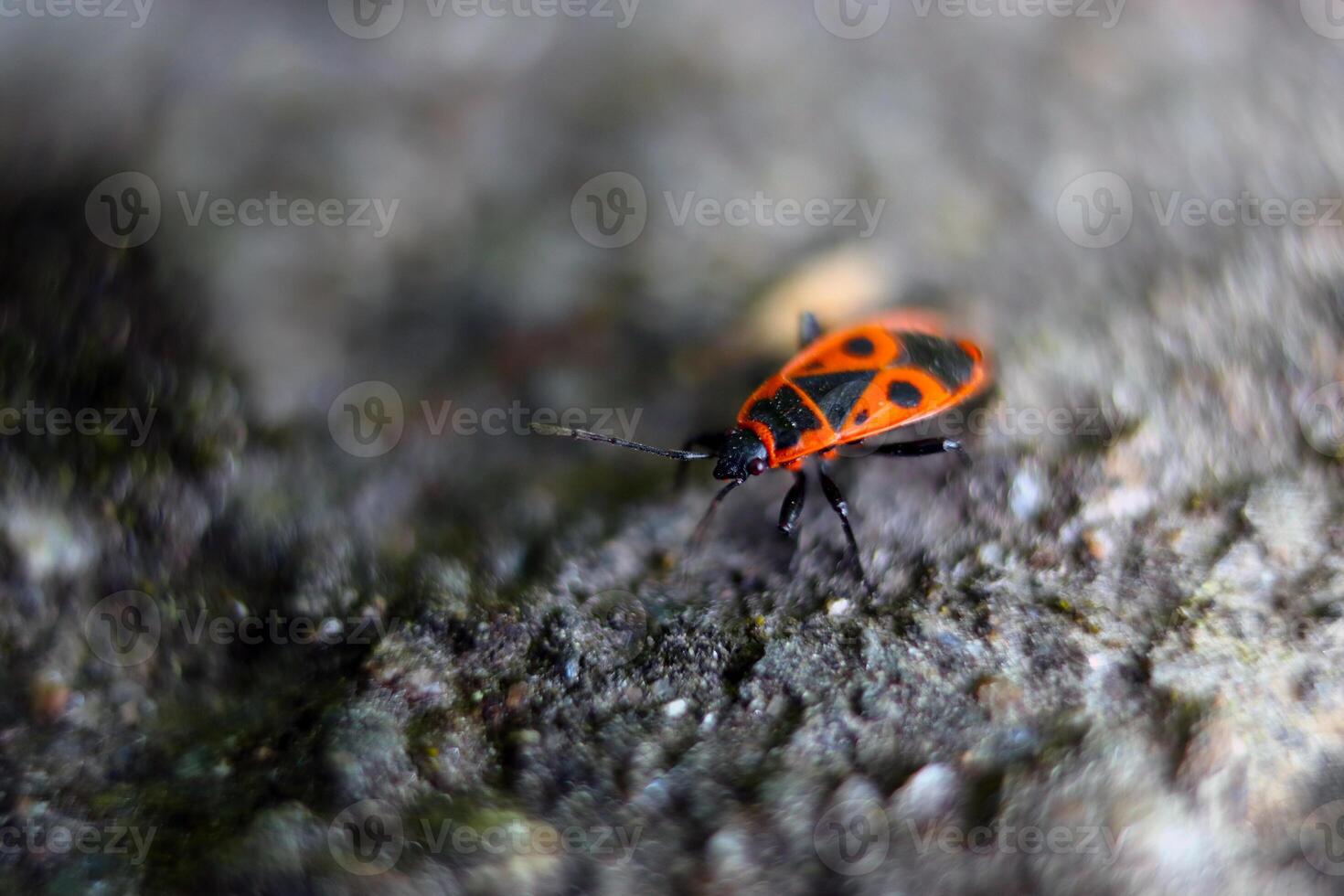 A red bug with black spots is on a rock. The bug is small and has a black head. photo