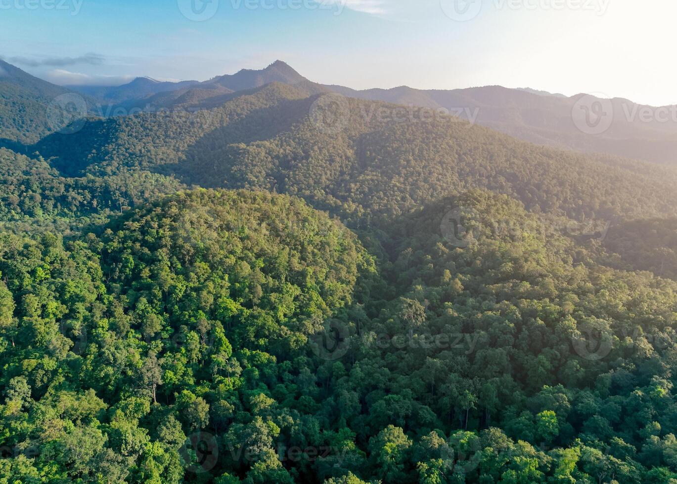 Aerial view of lush green trees in forest on mountains. Dense green tree captures CO2. Green tree nature background for carbon neutrality and net zero emissions concept. Sustainable green environment. photo