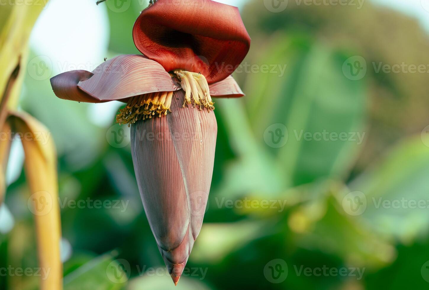 Banana blossom. Plant-based raw material for vegan fish and meat alternatives. Banana heart. Purple-skinned banana flower. Sustainable source for plant-based meat alternatives in vegan cuisine. photo