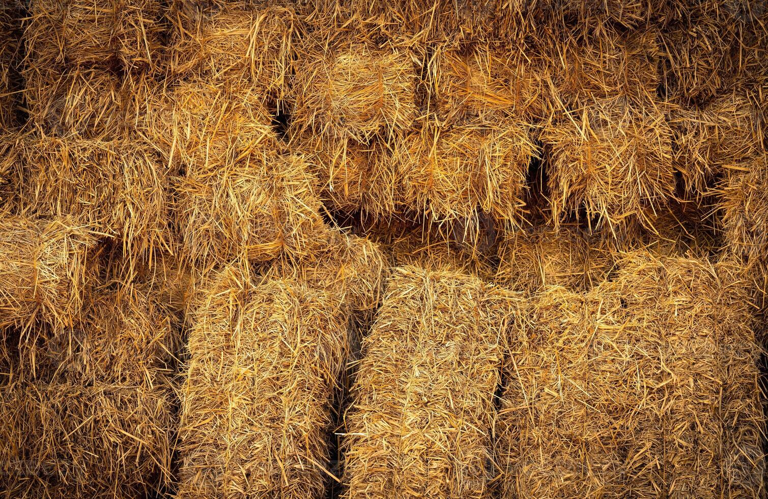 Dry straw bale and agricultural byproducts. stacked yellow straw bales for animal fodder and livestock bedding. Straw bales in sustainable farming. Agricultural byproducts. Agricultural practices. photo