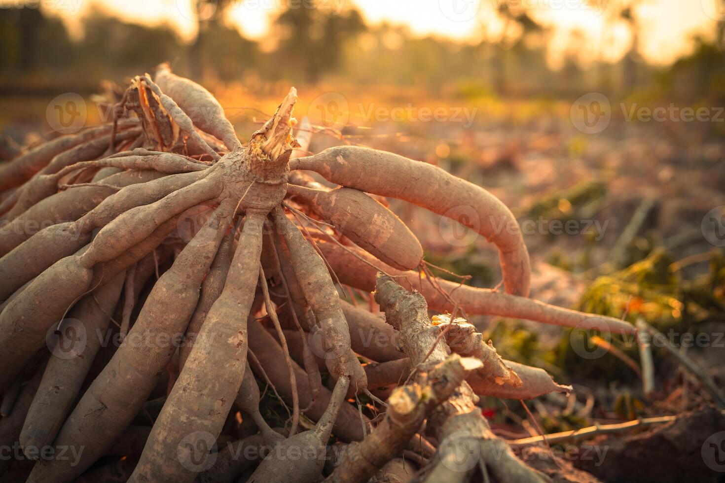 Cassava roots. Sustainable agriculture. Cassava root in tropical farming. Food production and sustainability. Cassava root, staple crop vital for food security, smallholder livelihoods. Tapioca tubers photo