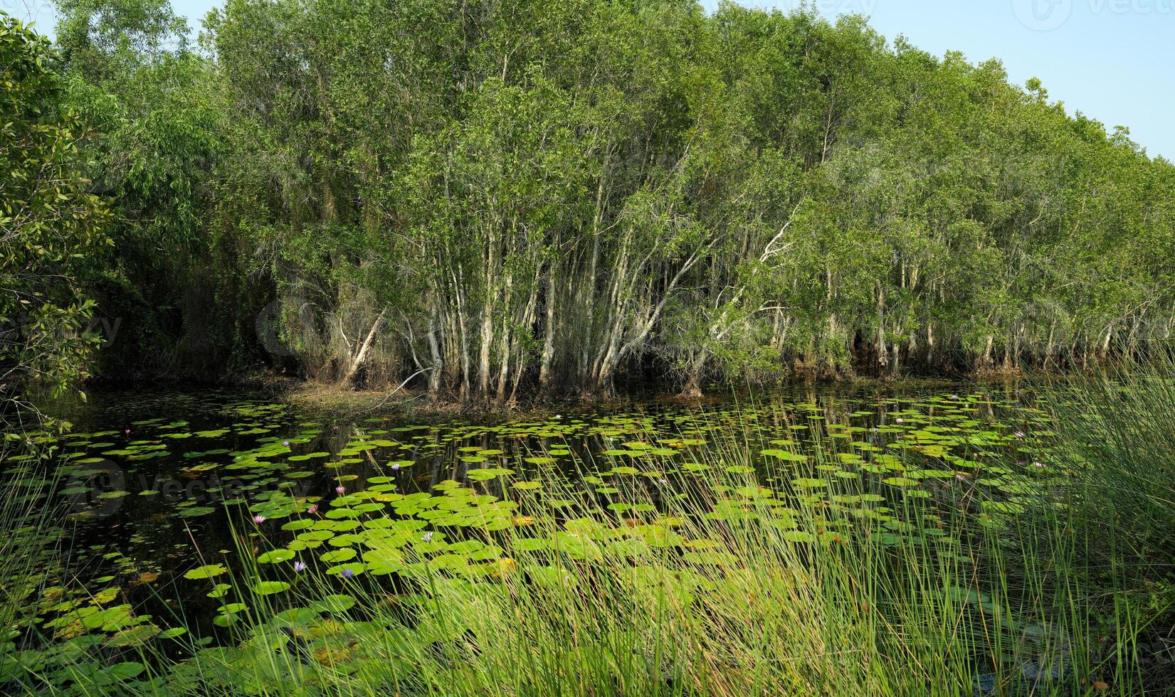 Tranquil pond in lush greenery. Sustainable water ecosystems and forests in nature. Lotus-filled pond in dense, leafy forest showcasing water conservation. Freshwater resources. Water sustainability. photo