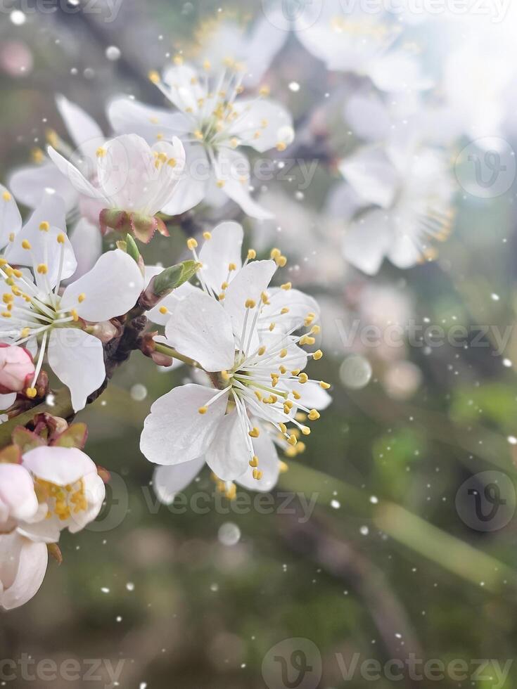 White flowers of an cherry tree in sun lights. Delicate spring background photo