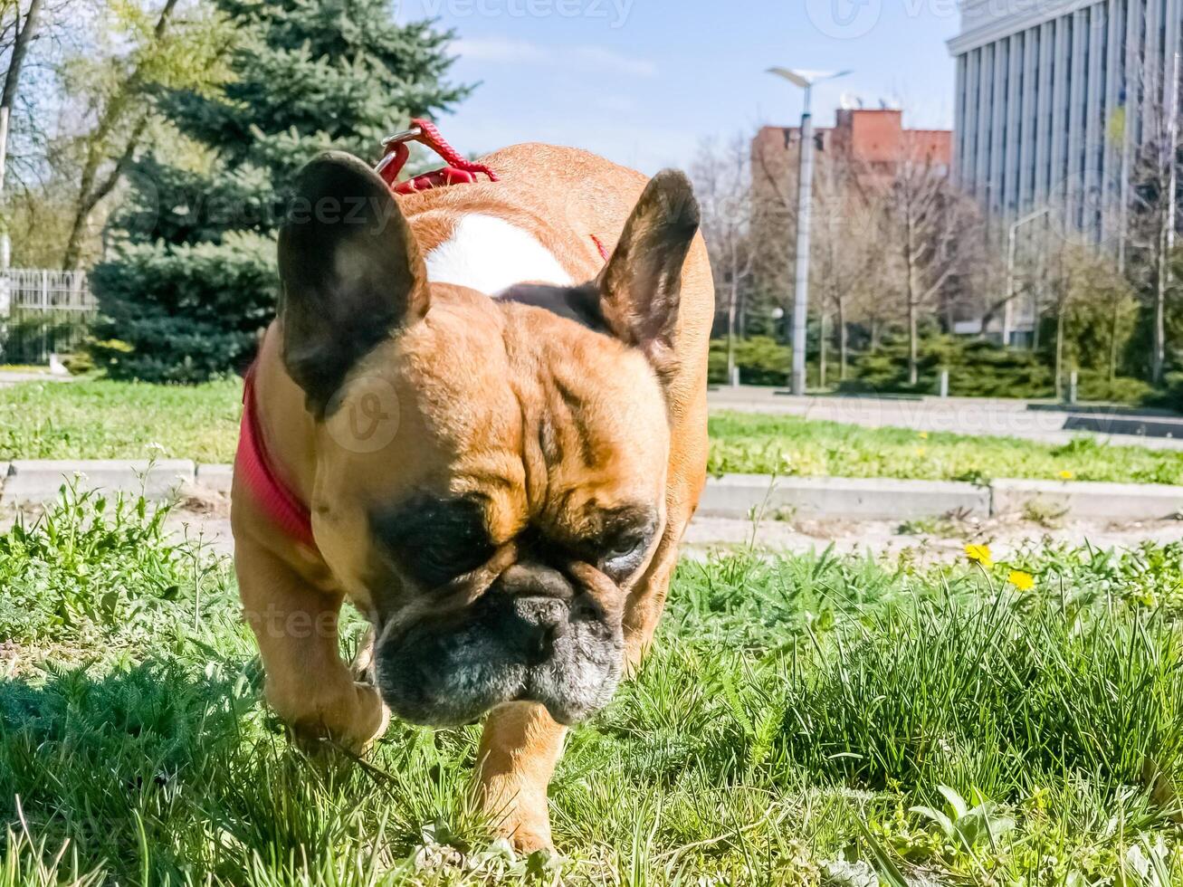 Fawn purebred French bulldog on a walk. Pet care concept photo