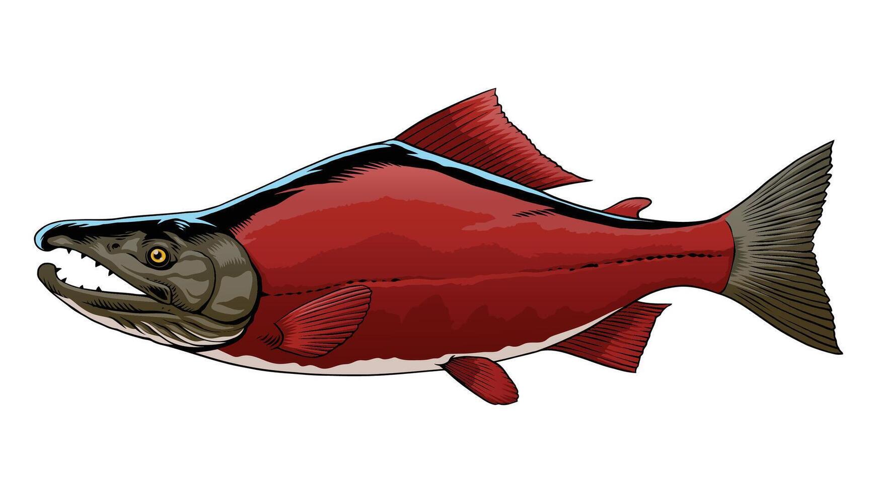 Sockeye Salmon Fish Hand Drawn Illustration vector