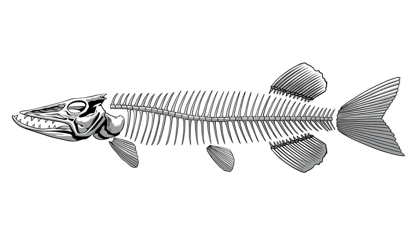 Pike Fish Skeleton in Monochrome, Dead Animal Concept vector