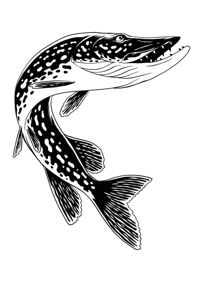 lucio pescado saltando fuera en negro y blanco aislado vector