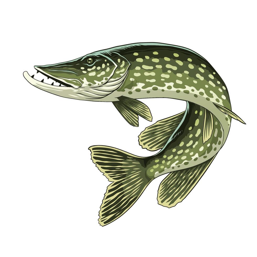 Hand Drawn Illustration of Pike Fish vector