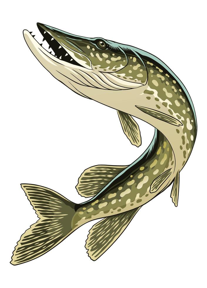 Vintage Illustration of Pike Fish vector