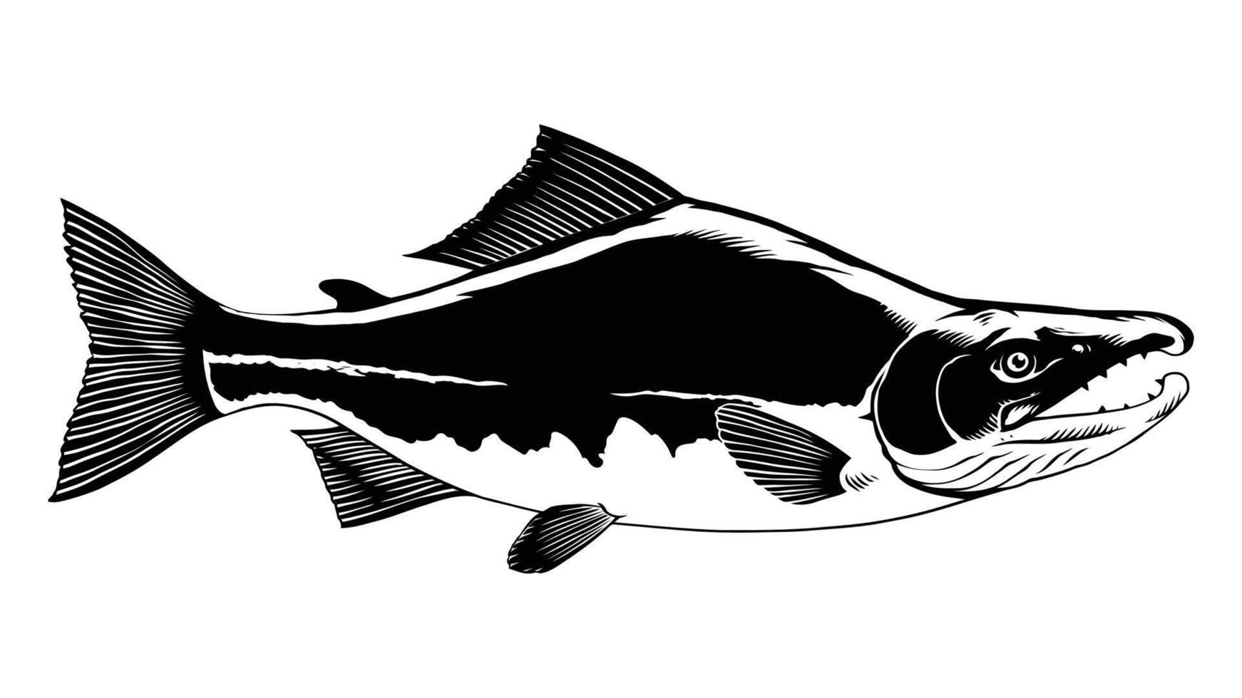 Black and White Illustration of Sockeye Salmon vector