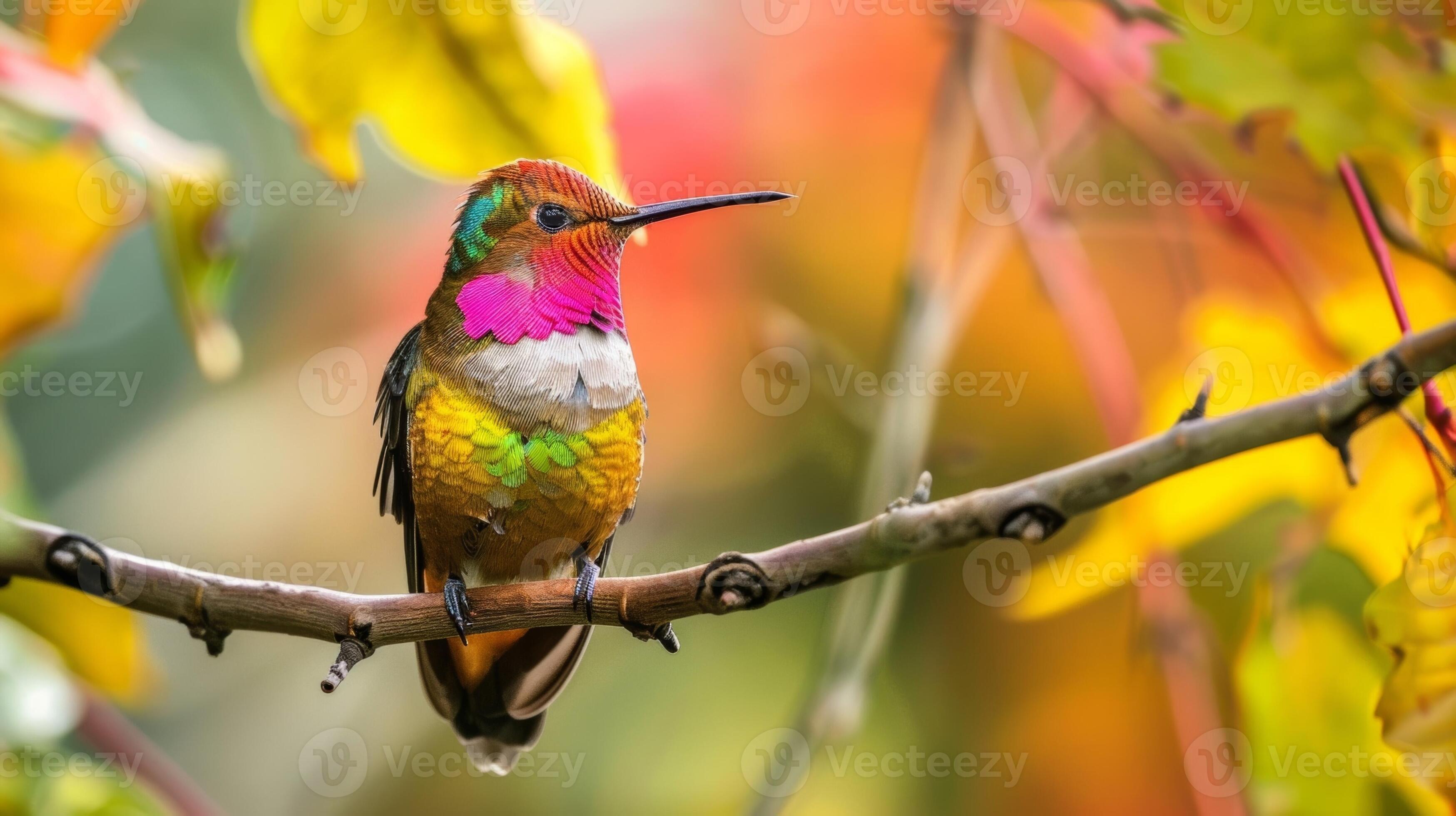 Bird Identification Book