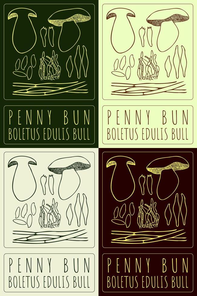 Set of drawing PENNY BUN in various colors. Hand drawn illustration. The Latin name is BOLETUS EDULIS BULL. vector