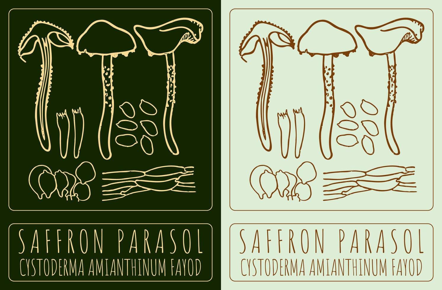 Drawing SAFFRON PARASOL. Hand drawn illustration. The Latin name is CYSTODERMA AMIANTHINUM FAYOD. vector