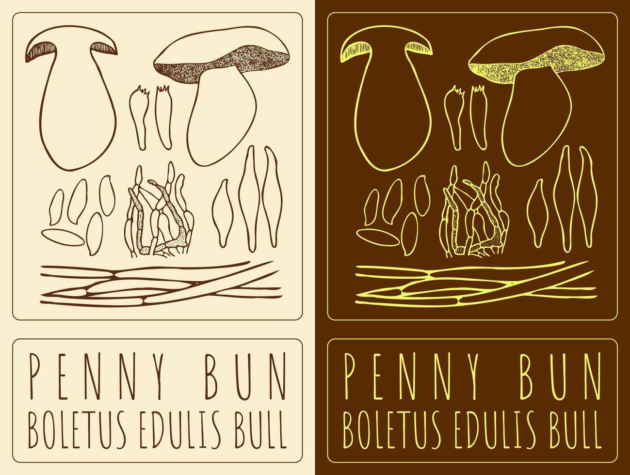 Drawing PENNY BUN. Hand drawn illustration. The Latin name is BOLETUS EDULIS BULL. vector