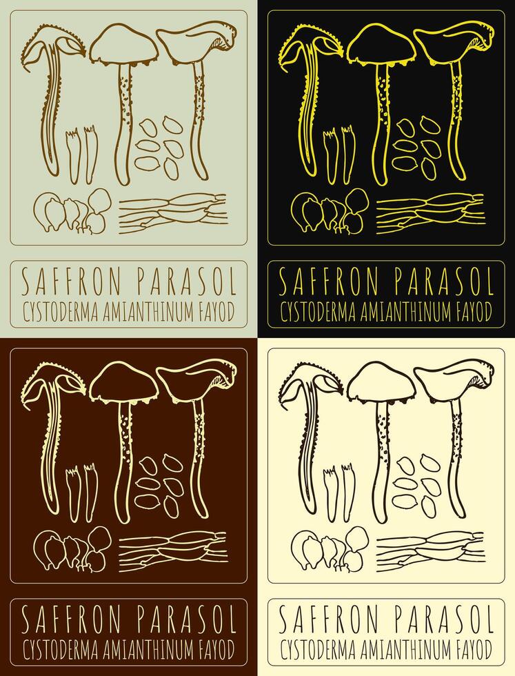 Set of drawing SAFFRON PARASOL in various colors. Hand drawn illustration. The Latin name is CYSTODERMA AMIANTHINUM FAYOD. vector