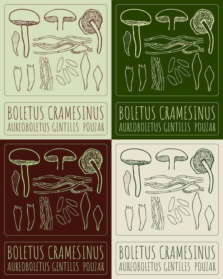 Set of drawing BOLETUS CRAMESINUS in various colors. Hand drawn illustration. The Latin name is AUREOBOLETUS GENTILIS POUZAR. vector