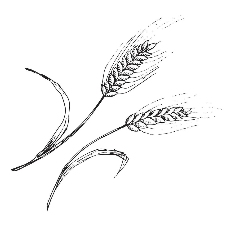 graphic illustration of ears of wheat . Black and white sketch on a white background. Suitable for logo, bakery design, wrapping paper vector