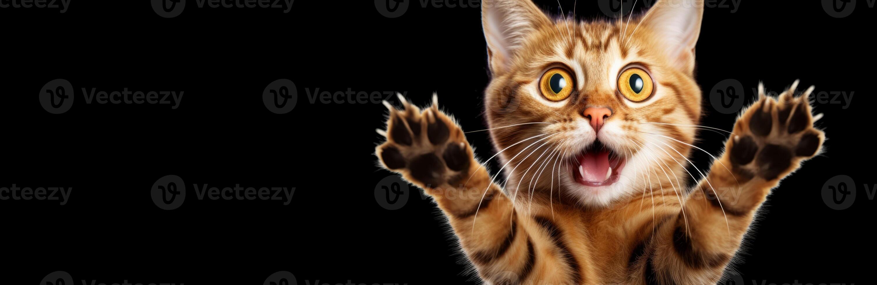 AI generated surprised cat on a dark background Generative AI photo
