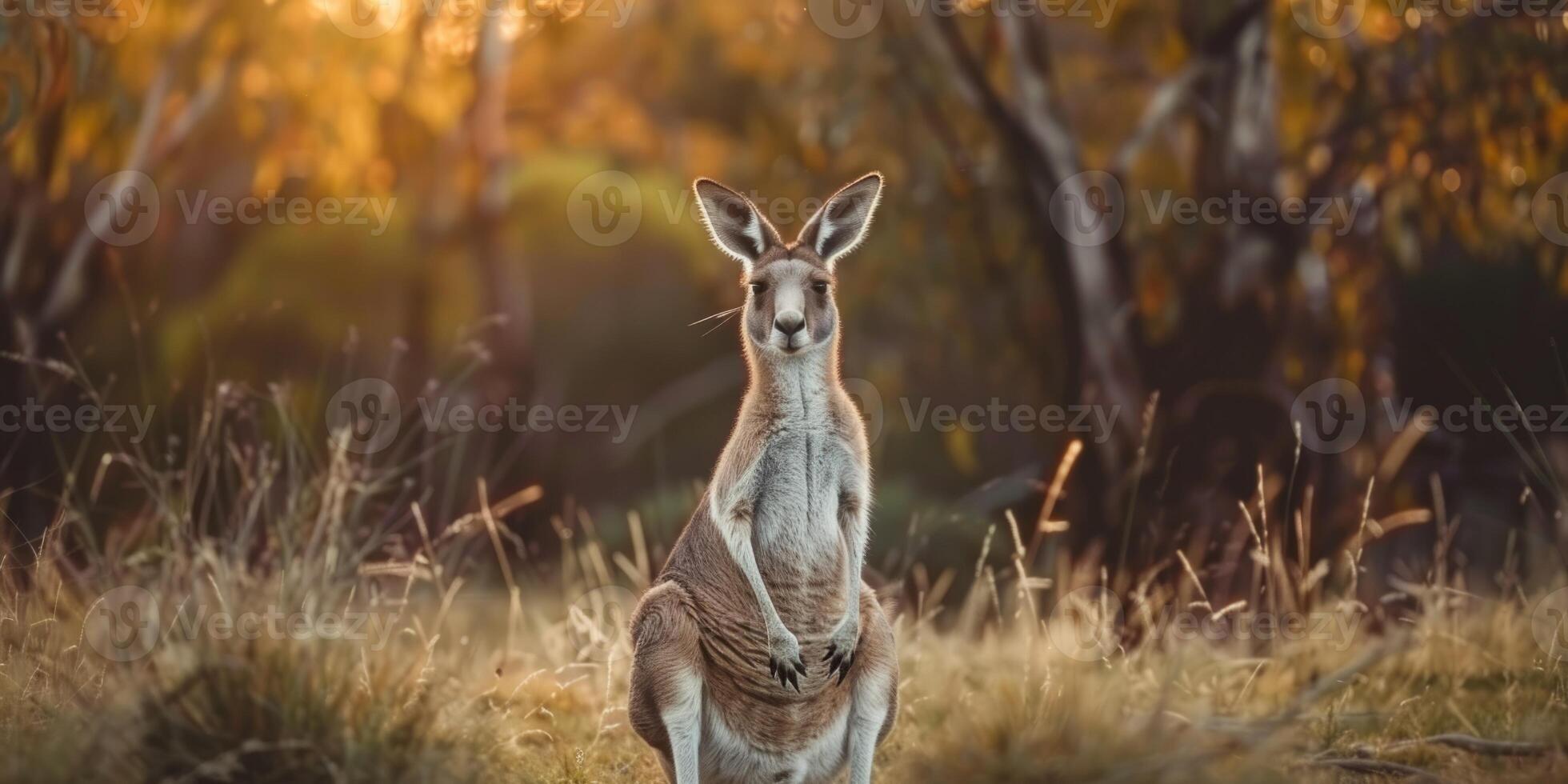 kangaroo in the forest photo