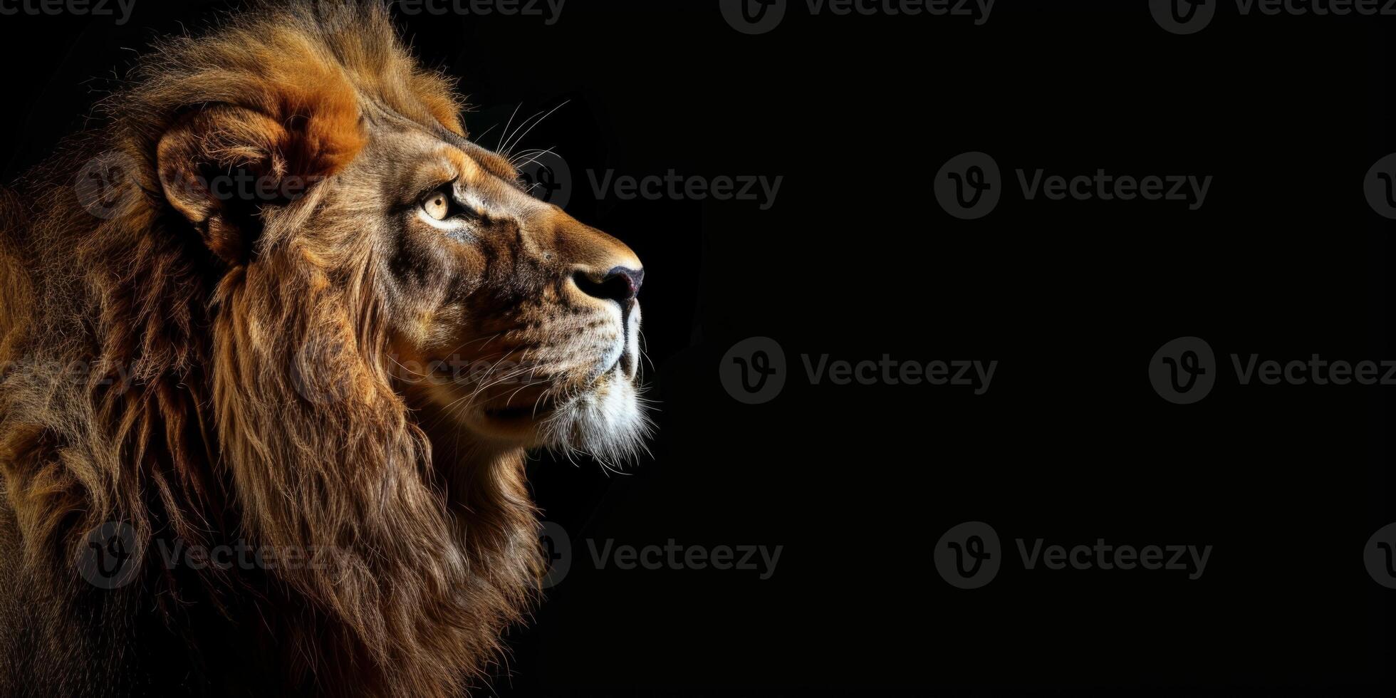 Lion on blurred background wild nature photo