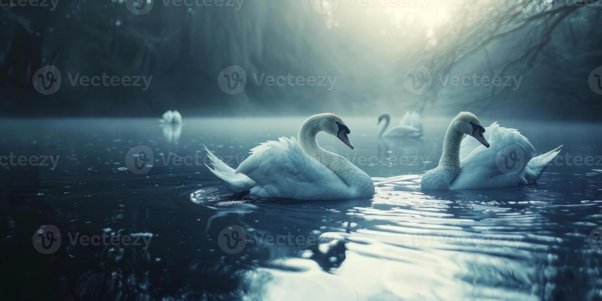 swans on the lake wildlife photo