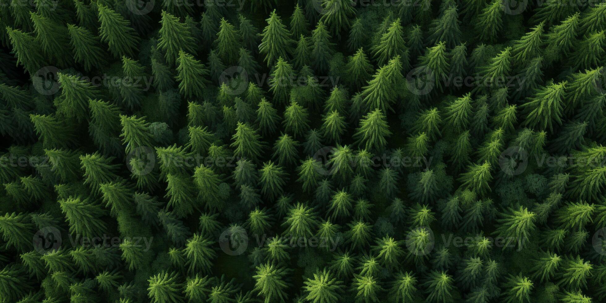 tree tops of a green forest bird's eye view photo