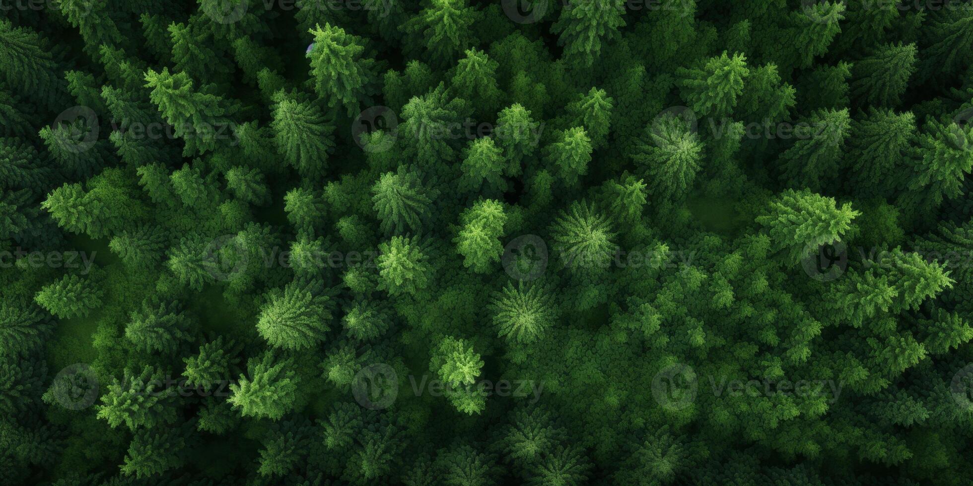 tree tops of a green forest bird's eye view photo