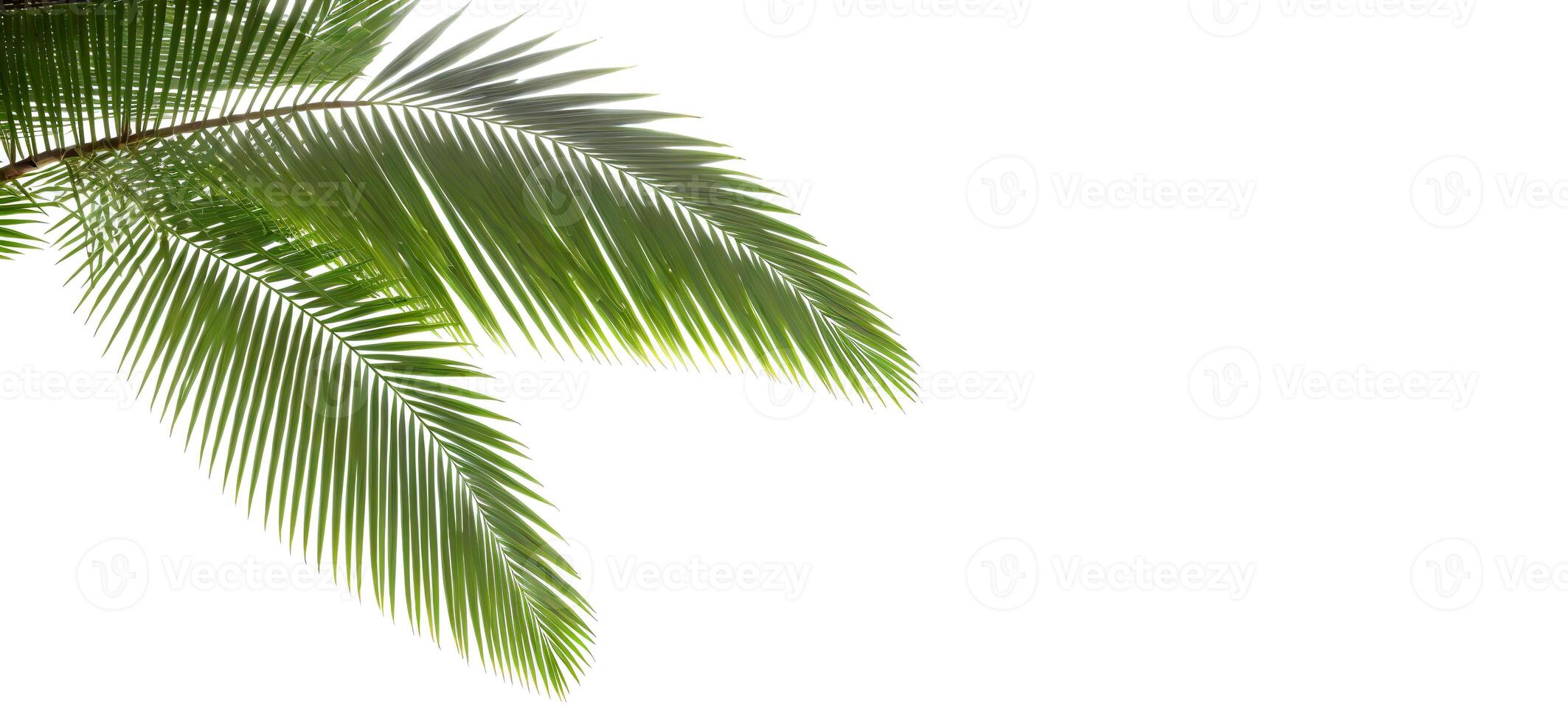 palm tree branches on white background banner photo