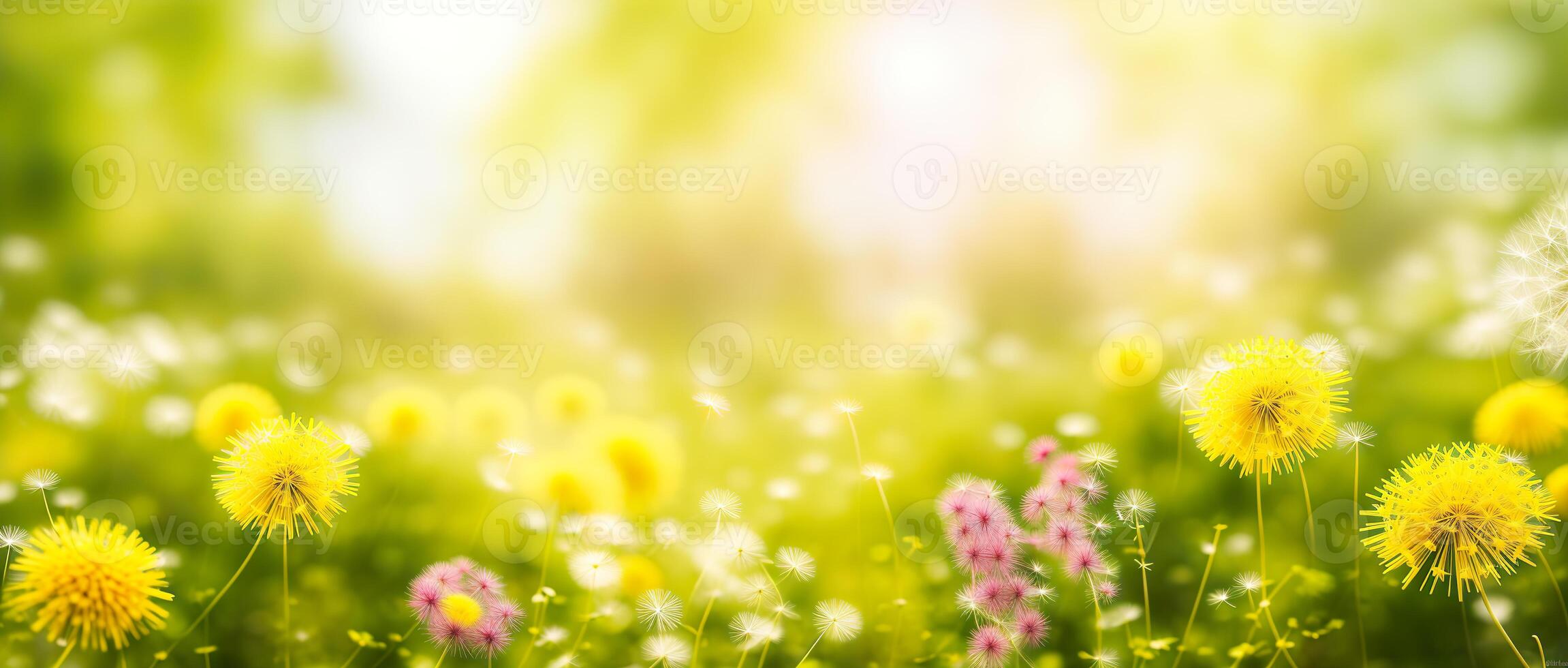 dandelion meadow on a blurred background photo