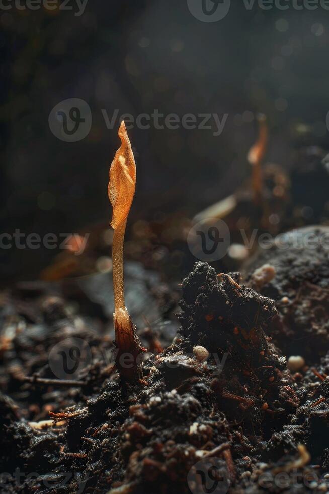 A sprout emerging from the ground photo