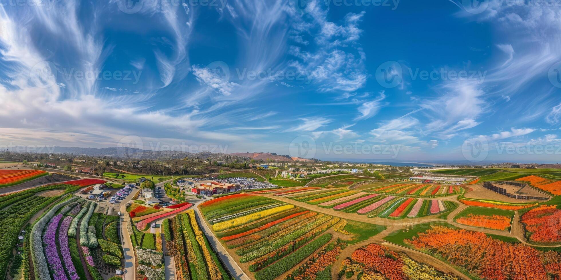 Aerial view of blooming flowers photo
