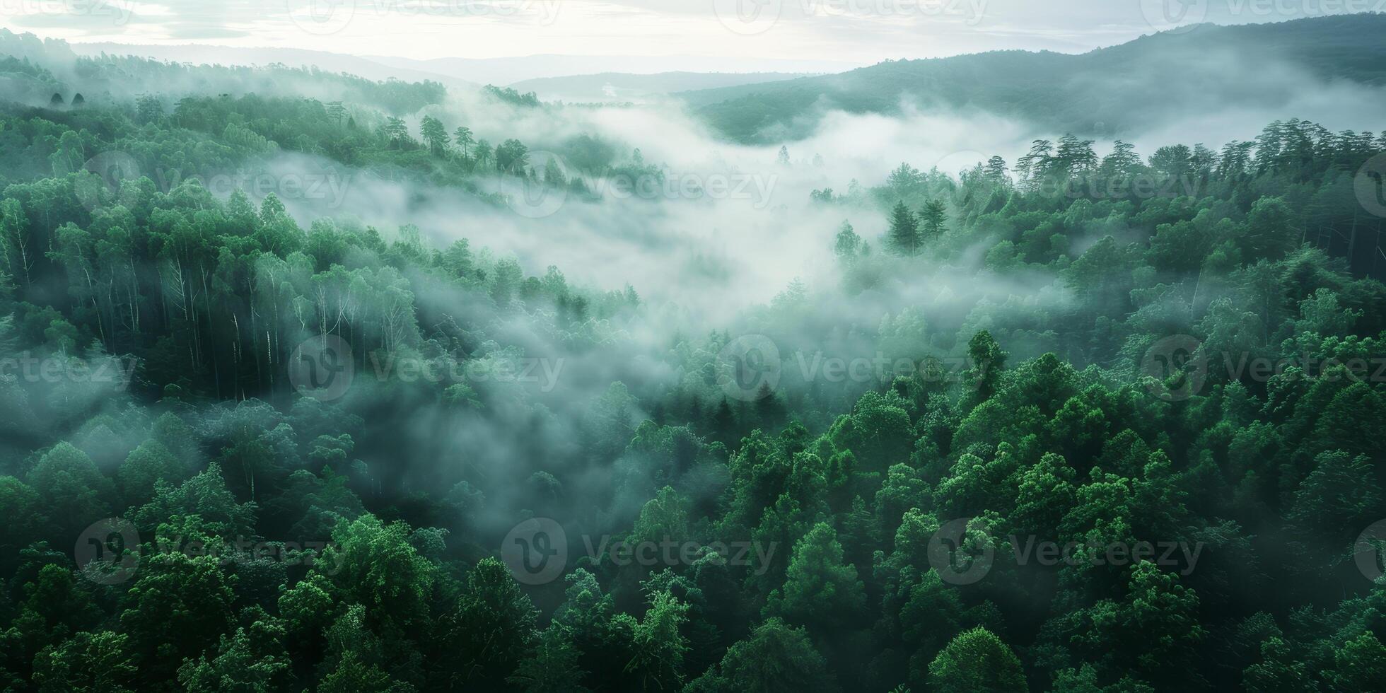 Fog in Forest Aerial view photo