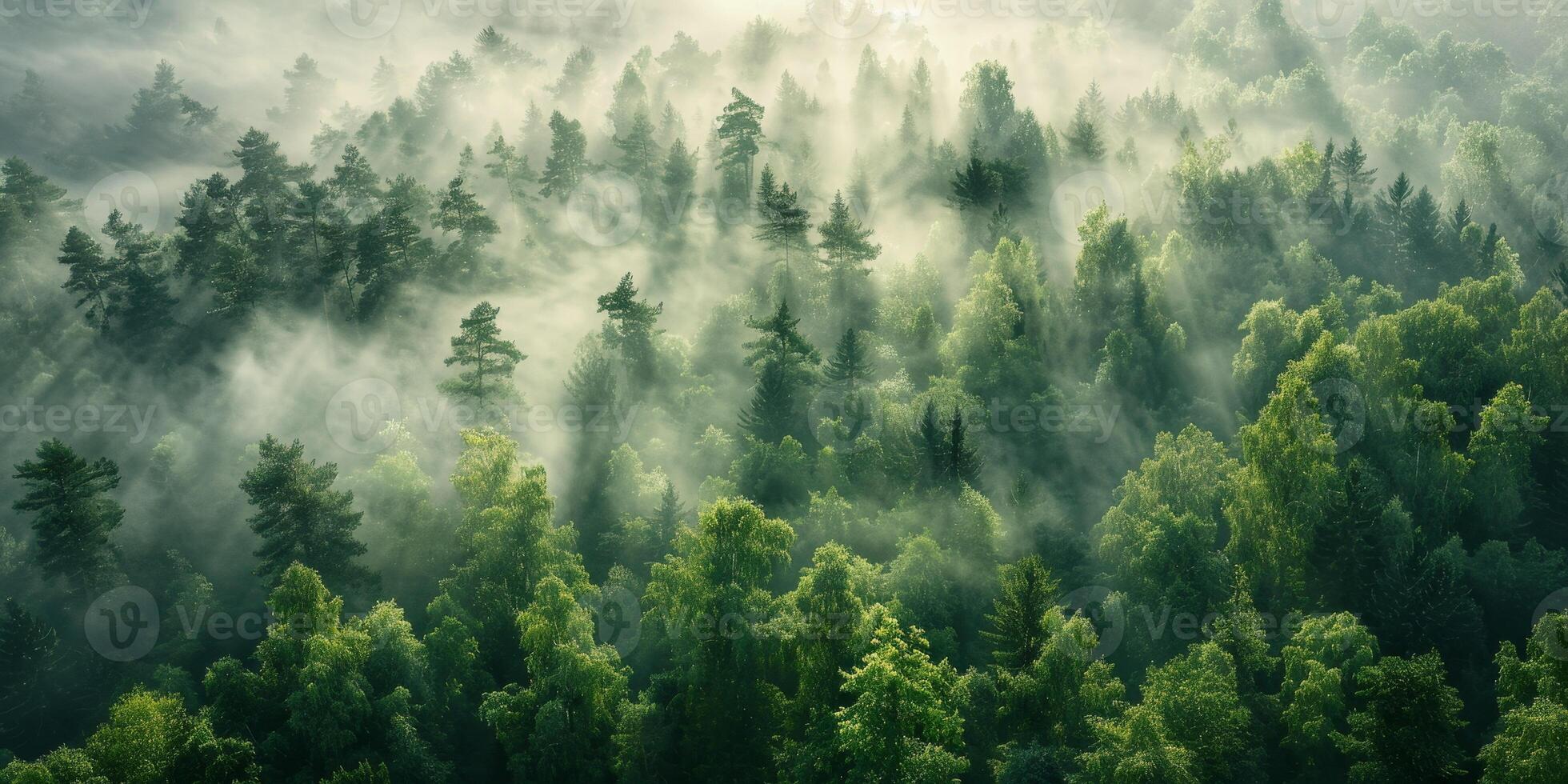 Fog in Forest Aerial view photo
