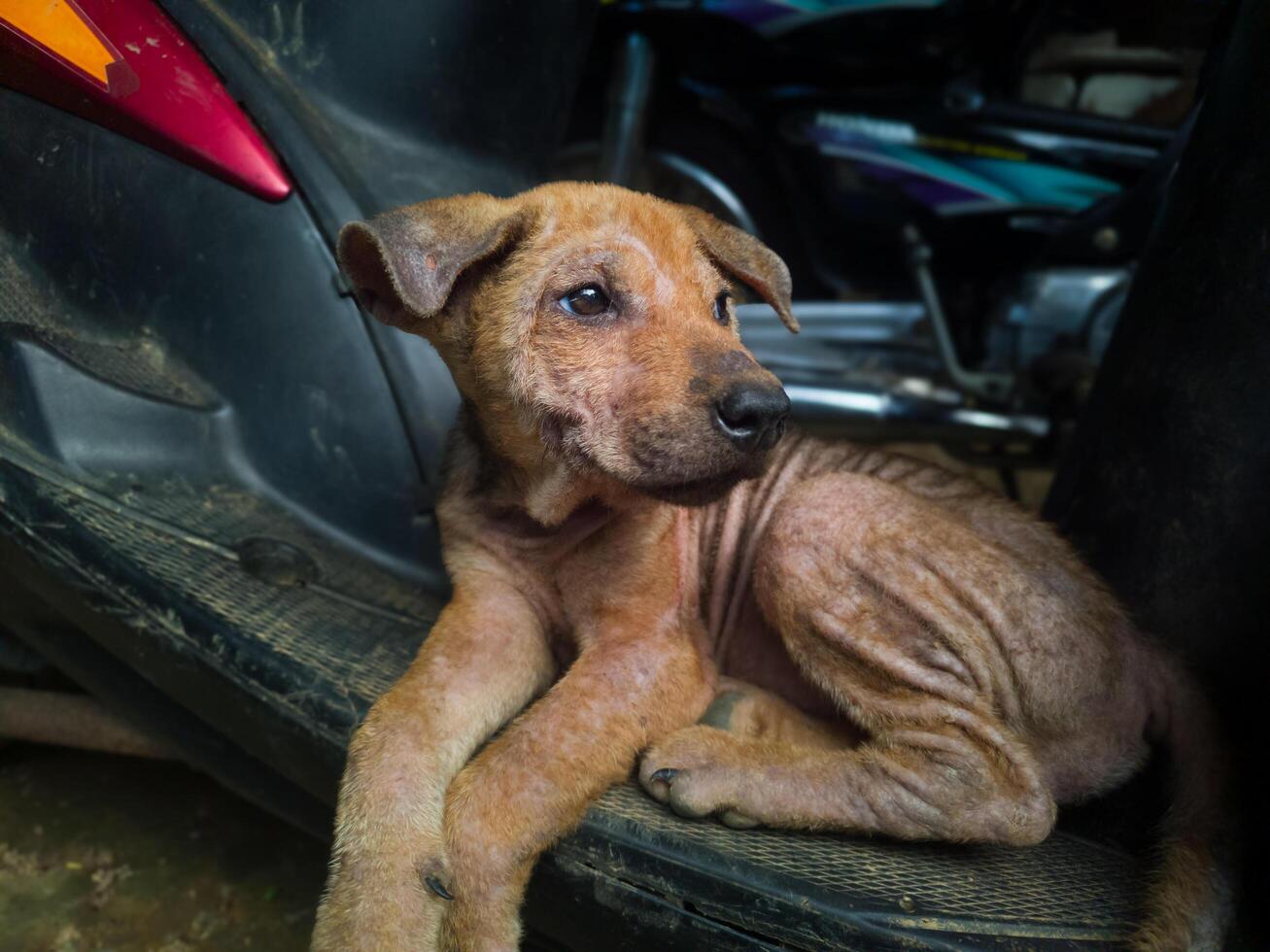 photography of a stray puppy sitting relaxed outdoors photo
