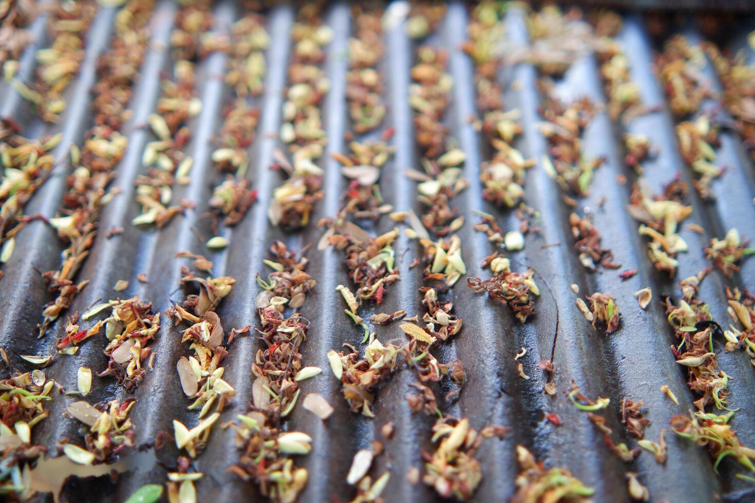 Photography of background texture of piles of tamarind flowers on zinc photo
